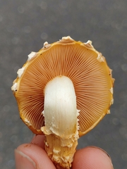 Pholiota aurivella