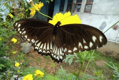 Papilio clytia