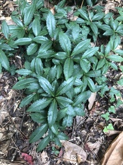 Ardisia crenata
