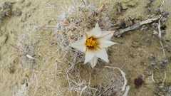 Mammillaria hutchisoniana hutchisoniana