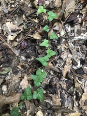 Hedera helix