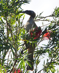 Philemon buceroides yorki