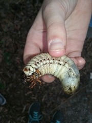 Dynastes tityus