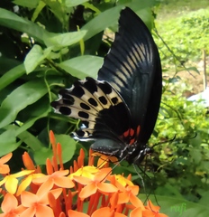 Papilio polymnestor