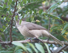 Philemon buceroides yorki