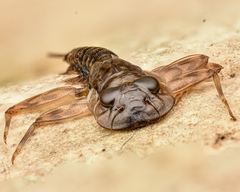 Ecdyonurus