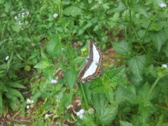 Nymphidium azanoides