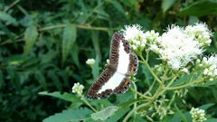 Nymphidium azanoides