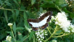 Nymphidium azanoides