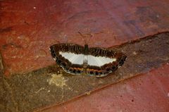 Nymphidium azanoides