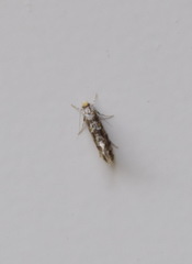 Triaxomera parasitella