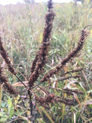 Veronicastrum virginicum