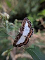 Nymphidium azanoides