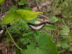 Nymphidium azanoides