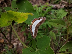 Nymphidium azanoides