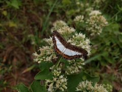 Nymphidium azanoides