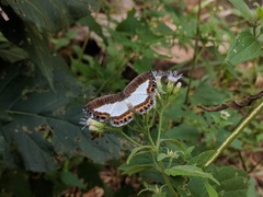 Nymphidium azanoides