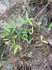 Trifolium virginicum