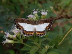 Nymphidium azanoides