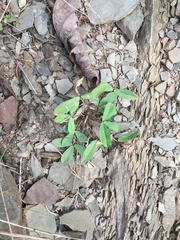 Trifolium virginicum