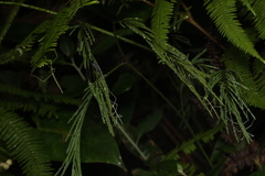 Cladoxerus cryphaleus