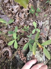 Trifolium virginicum