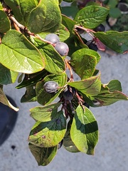 Cotoneaster acutifolius