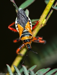 Apiomerus