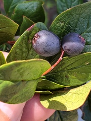 Cotoneaster acutifolius