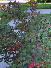 Cotoneaster acutifolius