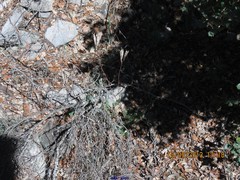 Petrosedum sediforme