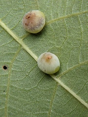 Caryomyia glauciglobus
