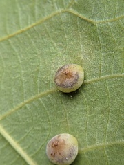 Caryomyia glauciglobus