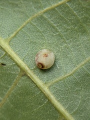 Caryomyia glauciglobus