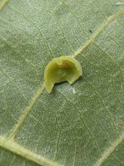 Caryomyia glauciglobus