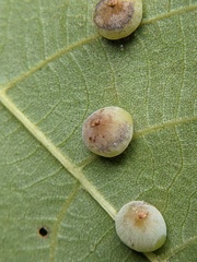 Caryomyia glauciglobus