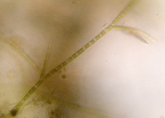 Stigeoclonium