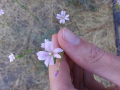 Epilobium brachycarpum