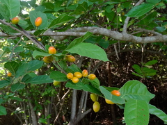 Casearia dolichophylla