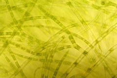 Stigeoclonium