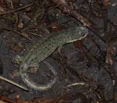 Notophthalmus meridionalis