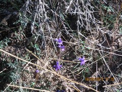 Delphinium pubescens