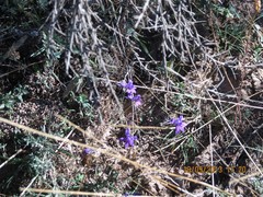 Delphinium pubescens