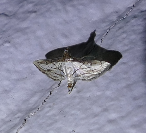 Trapeze Moth photo 2