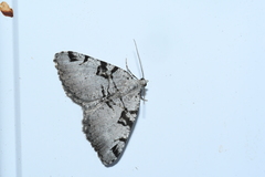 Macaria bitactata
