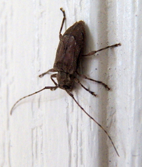 Sternidius punctatus