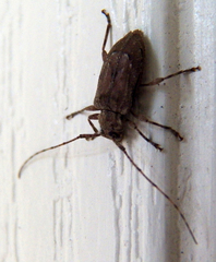 Sternidius punctatus