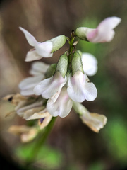 Astragalus robbinsii
