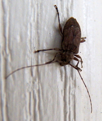 Sternidius punctatus