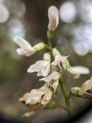 Astragalus robbinsii